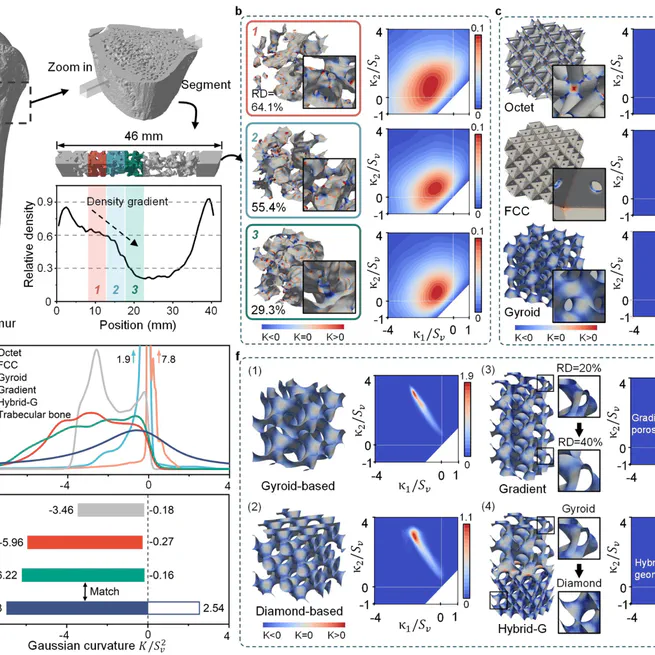 Geometric characteristics analysis and design of bone-mimicking lattices